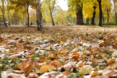 Autumn Leaf Removal in Honolulu, HI