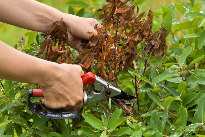 Azalea Pruning in Ventura County, CA