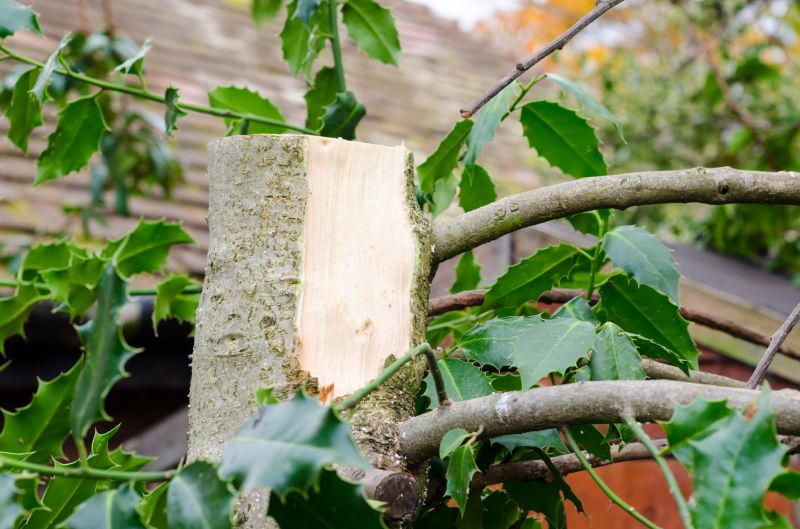 Effective Leaf Removal Costs — Cost of Leaf Removal