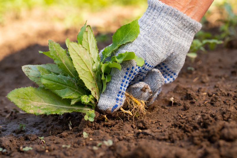 Weeding Service in Rockwall, TX